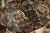 argentine ant and hydrogels